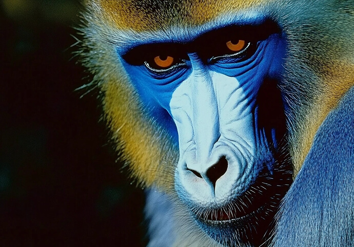 The code of apes, --sref 3776380501, Bild 37, midjourney explorations, Dirk Habenschaden