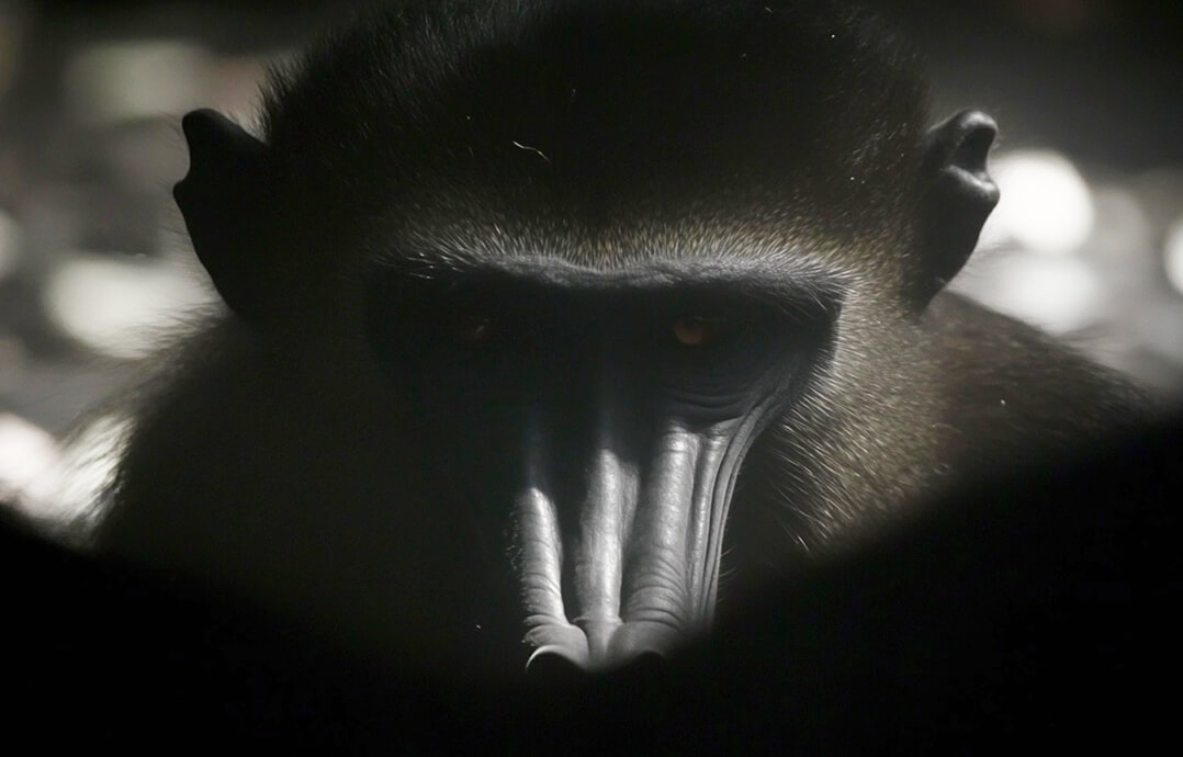 The code of apes, --sref 3795908053, Bild 48, midjourney explorations, Dirk Habenschaden